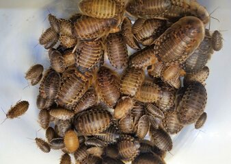 Dubia Roaches for sale
