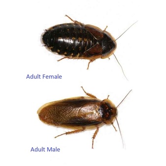 Dubia Roaches for sale, Dubia Roaches, Dubia, 100 Dubia, Dubia Colony, Roaches for sale, Dubias, Feeder insects, Bearded dragon food, Dubia Roaches live food, Dubia Roaches leopard Gecko, Small Dubia Roaches for sal, Medium Dubia Roaches for sale, Dubia Roaches Free shipping,