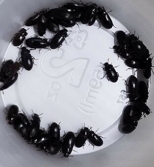 Buffalo beetles, Lesser Mealworms, Alphitobius diaperinus
